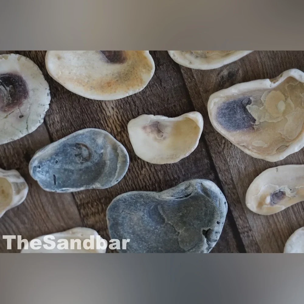 Florida Oyster Shells Smooth Edge Oyster FL Beach Shells Vase Filler TheSandbar